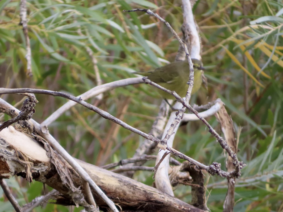 Orange-crowned Warbler - ML642688780
