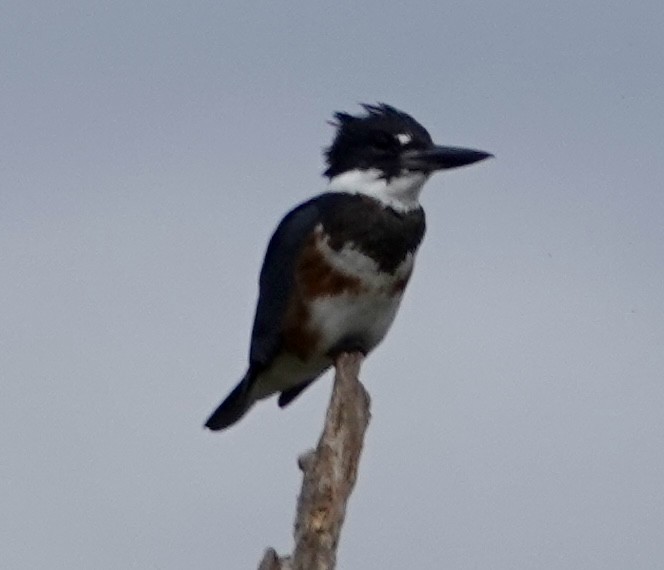 Belted Kingfisher - ML642688783