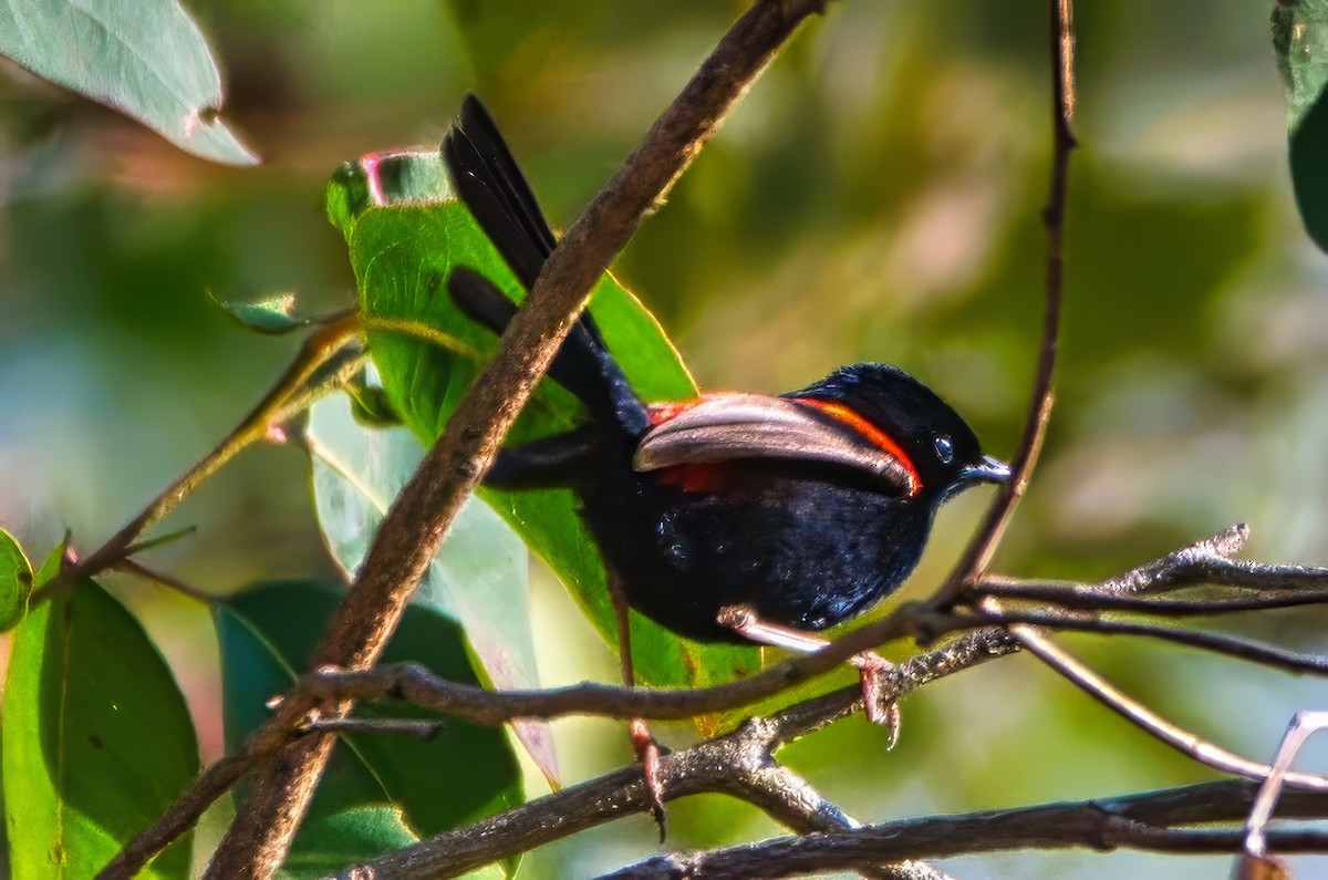 Red-backed Fairywren - ML642688784