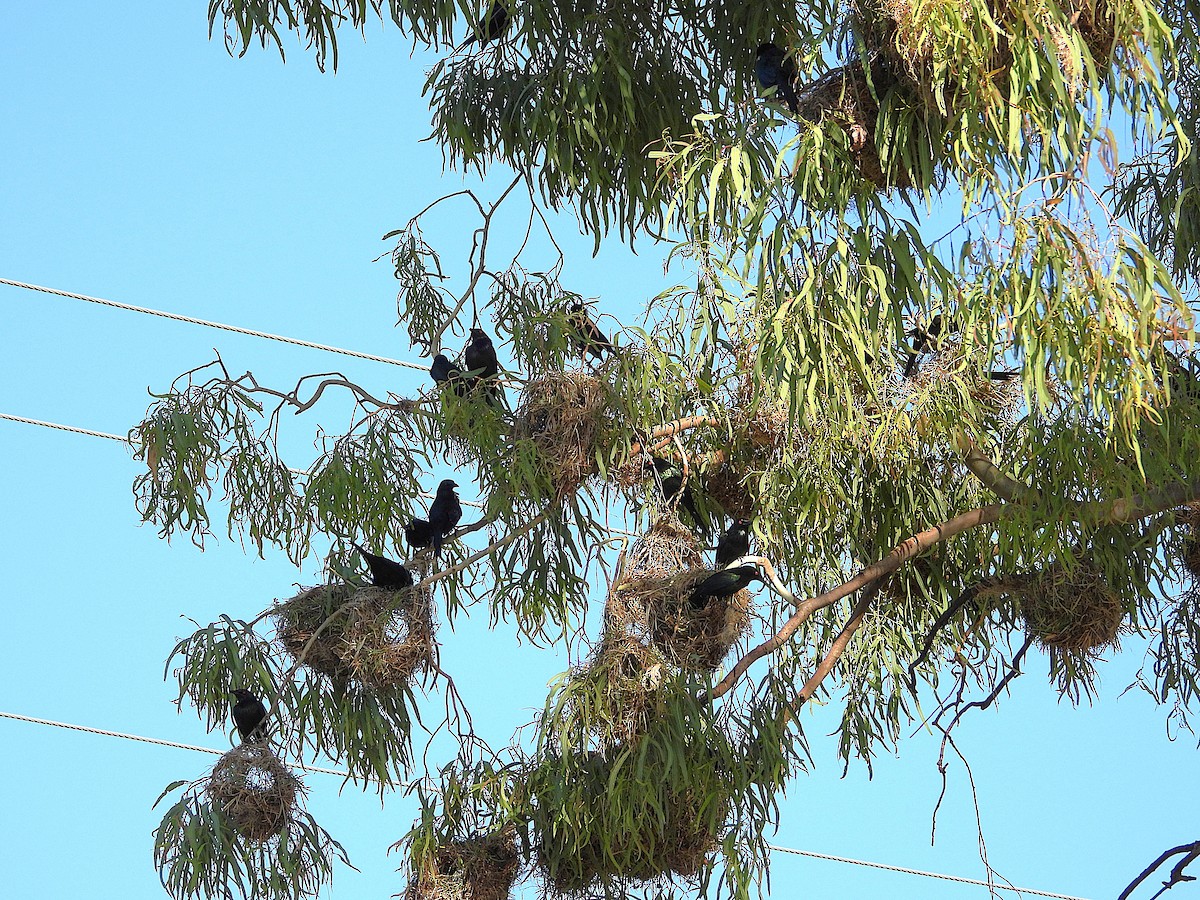 Metallic Starling - ML642688785