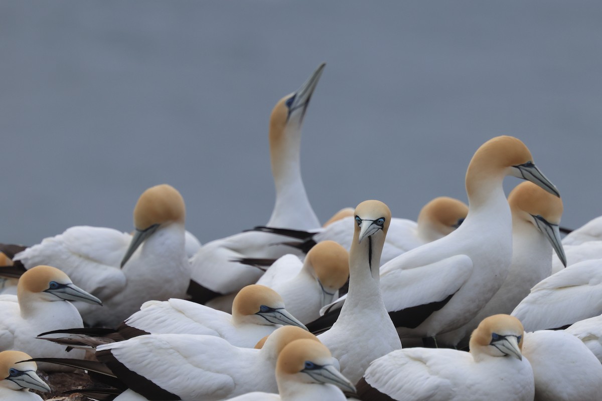 Cape Gannet - ML642688787