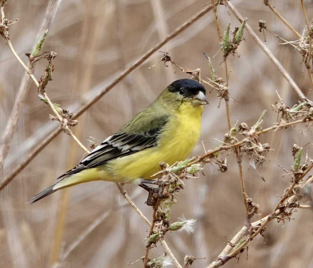 Lesser Goldfinch - ML642688806