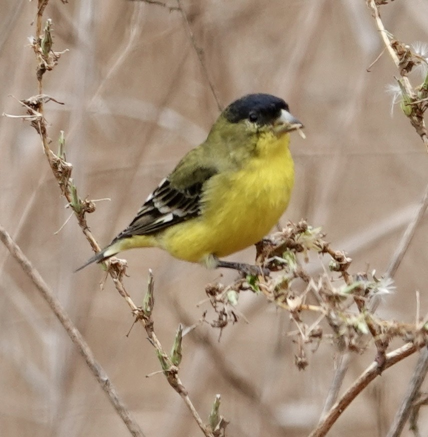 Lesser Goldfinch - ML642688807