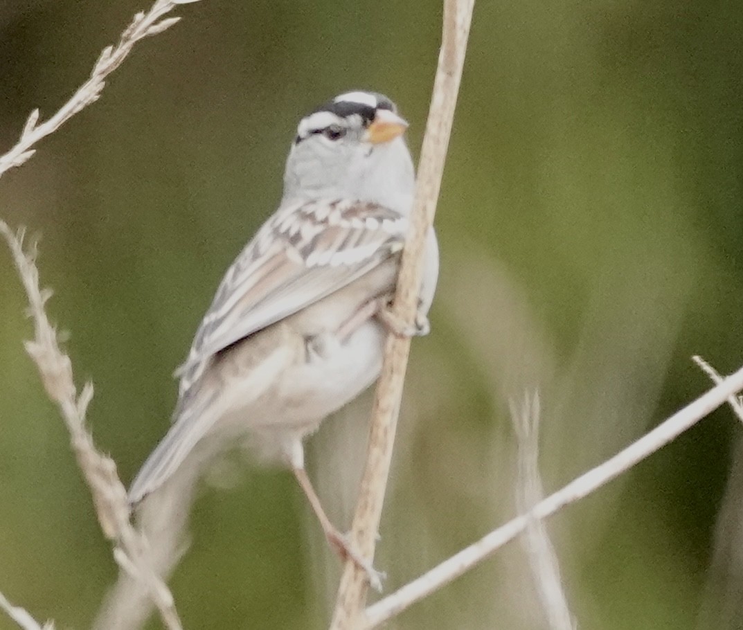 White-crowned Sparrow - ML642688821