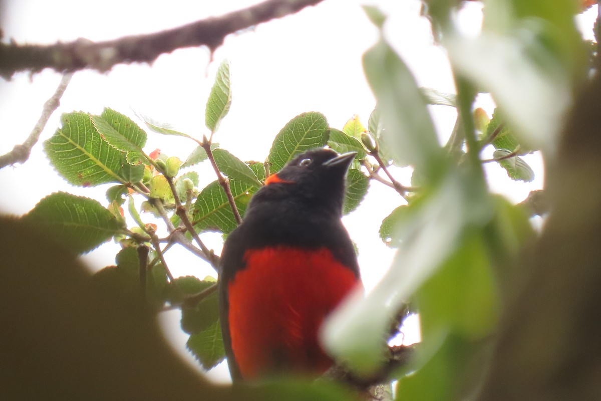 Scarlet-bellied Mountain Tanager - ML642688829