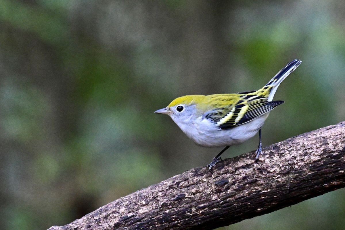 Chestnut-sided Warbler - ML642688831