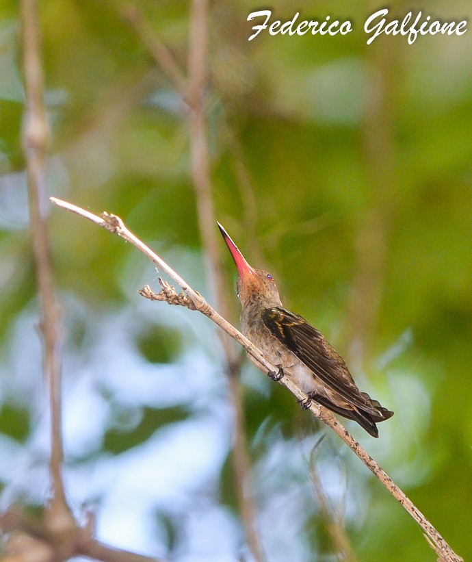 Gilded Hummingbird - ML642688834
