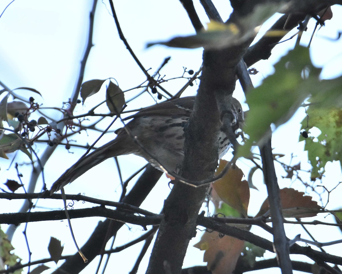 Brown Thrasher - ML642688835