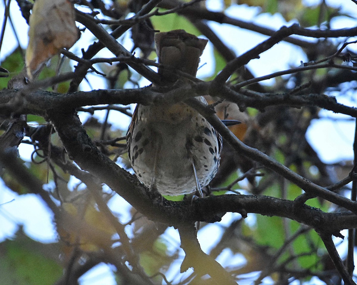 Brown Thrasher - ML642688836