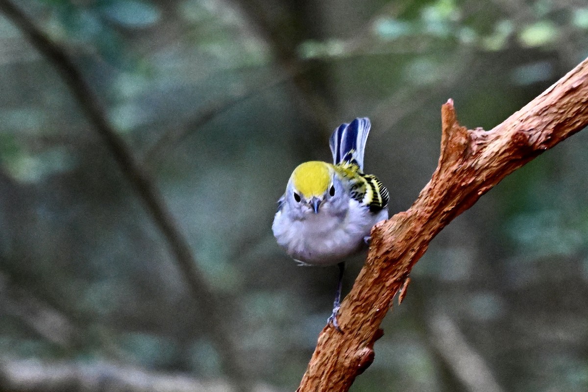 Chestnut-sided Warbler - ML642688837