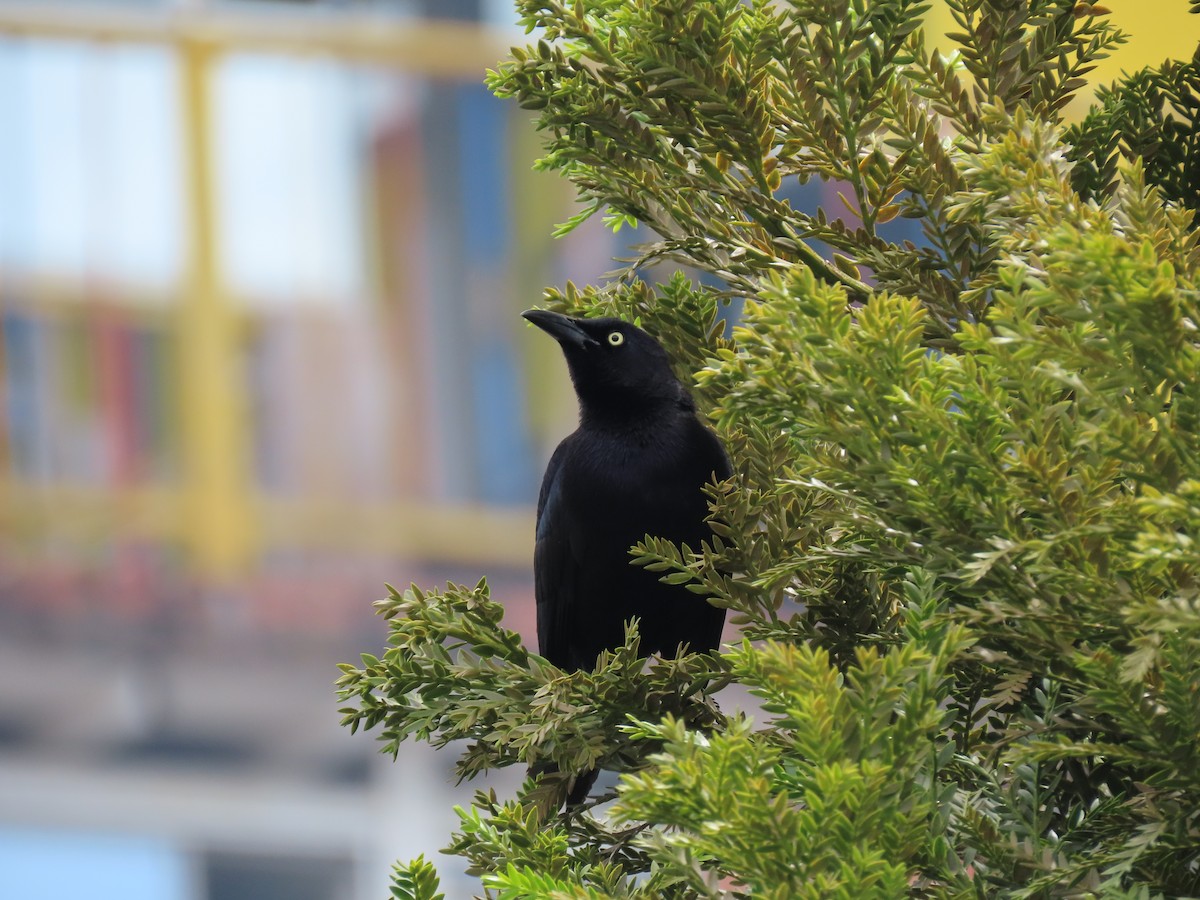 Carib Grackle - ML642688840