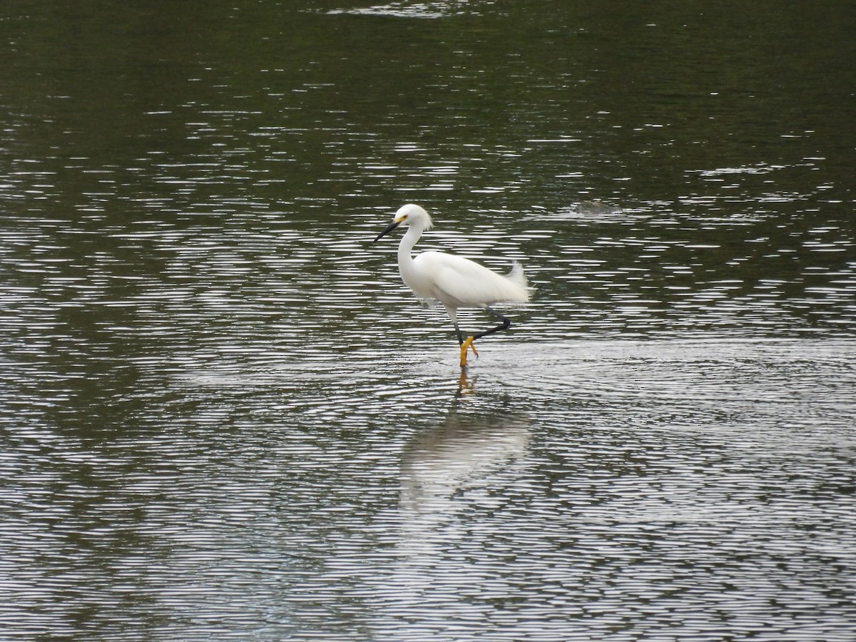 Snowy Egret - ML642688841