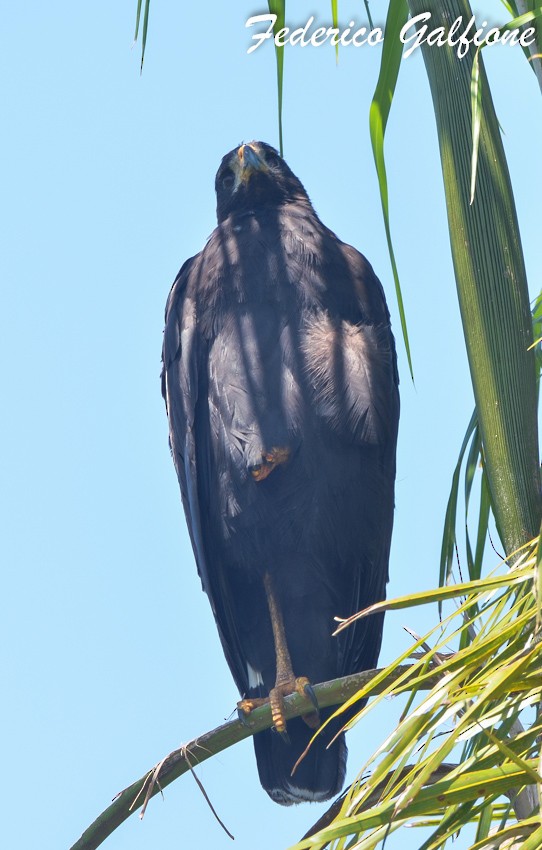 Great Black Hawk - ML642688844