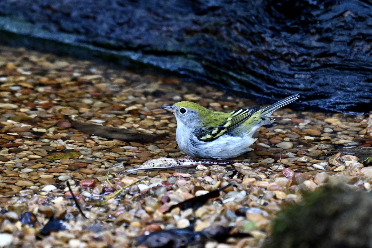 Chestnut-sided Warbler - ML642688845