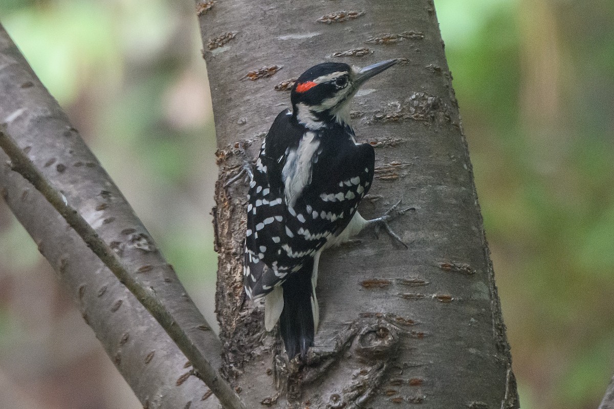 Hairy Woodpecker - ML642688847