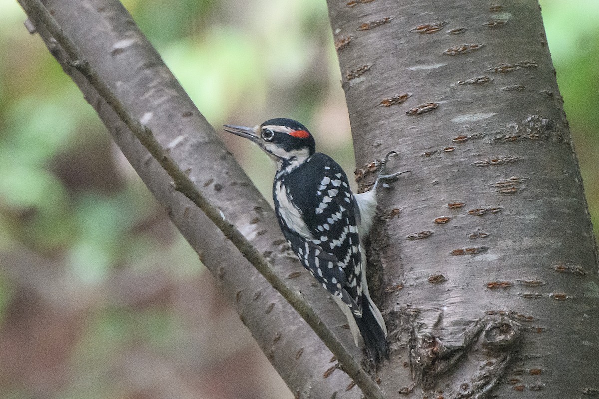 Hairy Woodpecker - ML642688848