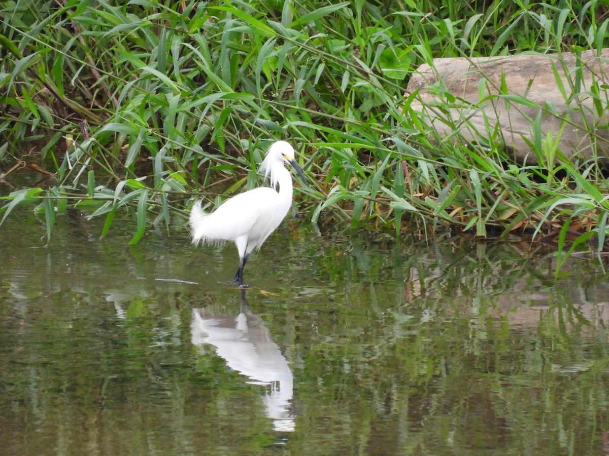 Snowy Egret - ML642688849
