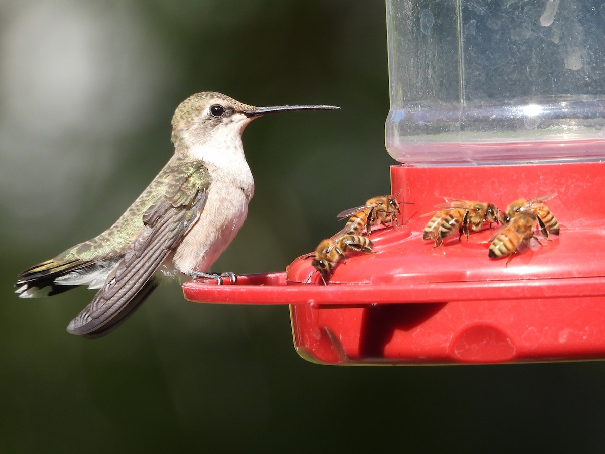 Black-chinned Hummingbird - ML642688850