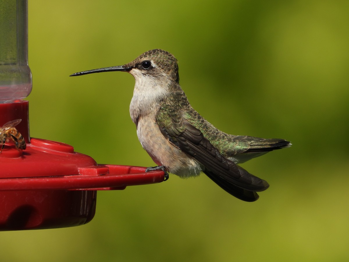 Black-chinned Hummingbird - ML642688852