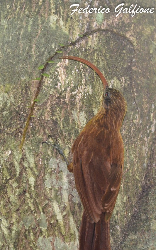 Red-billed Scythebill - ML642688853