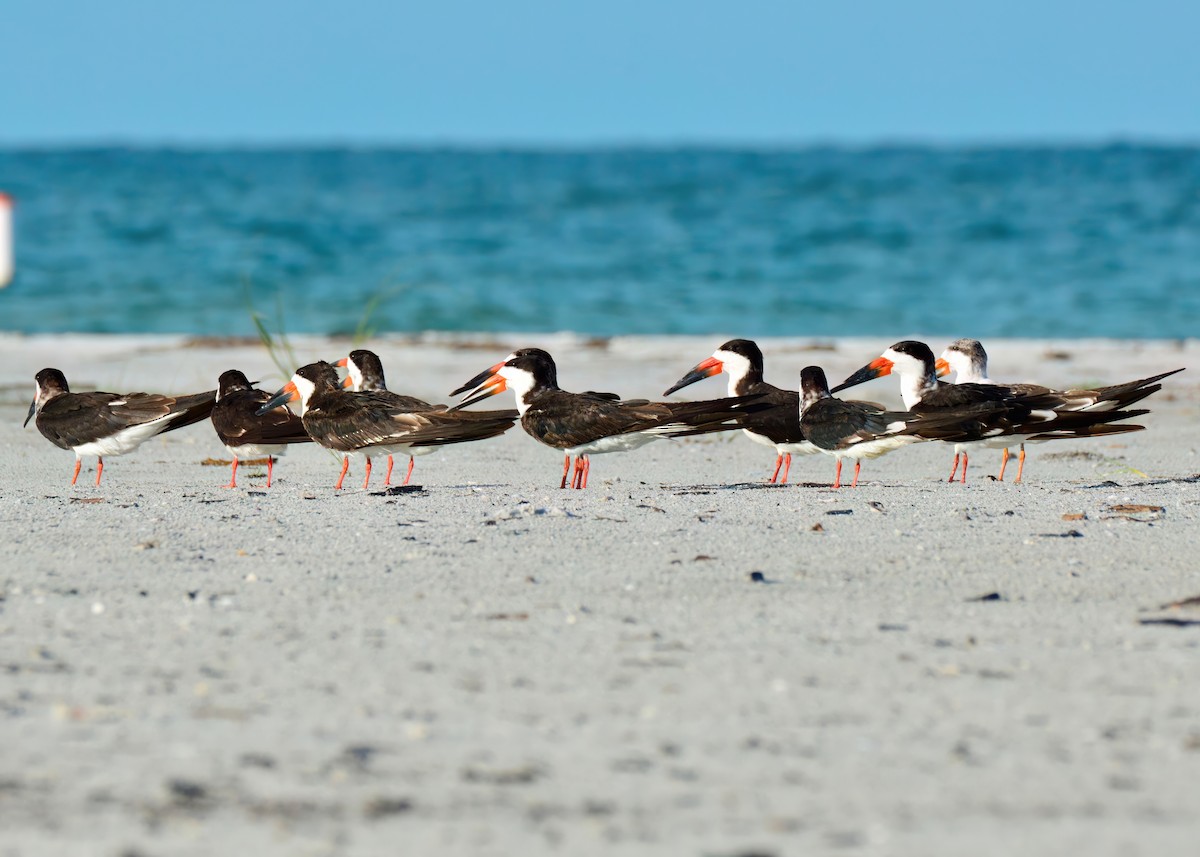 Black Skimmer - ML642688854