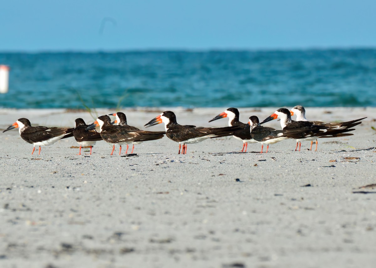 Black Skimmer - ML642688855