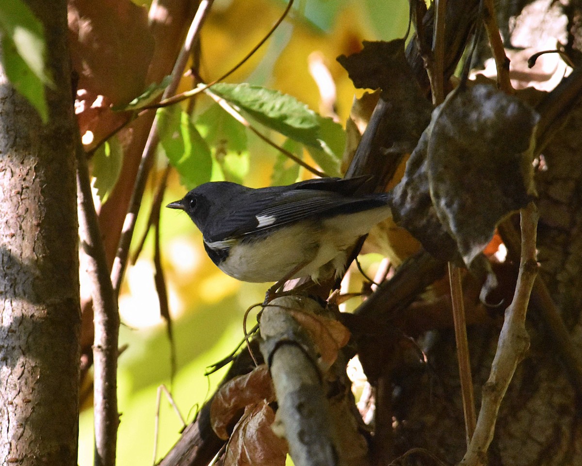 Black-throated Blue Warbler - ML642688856