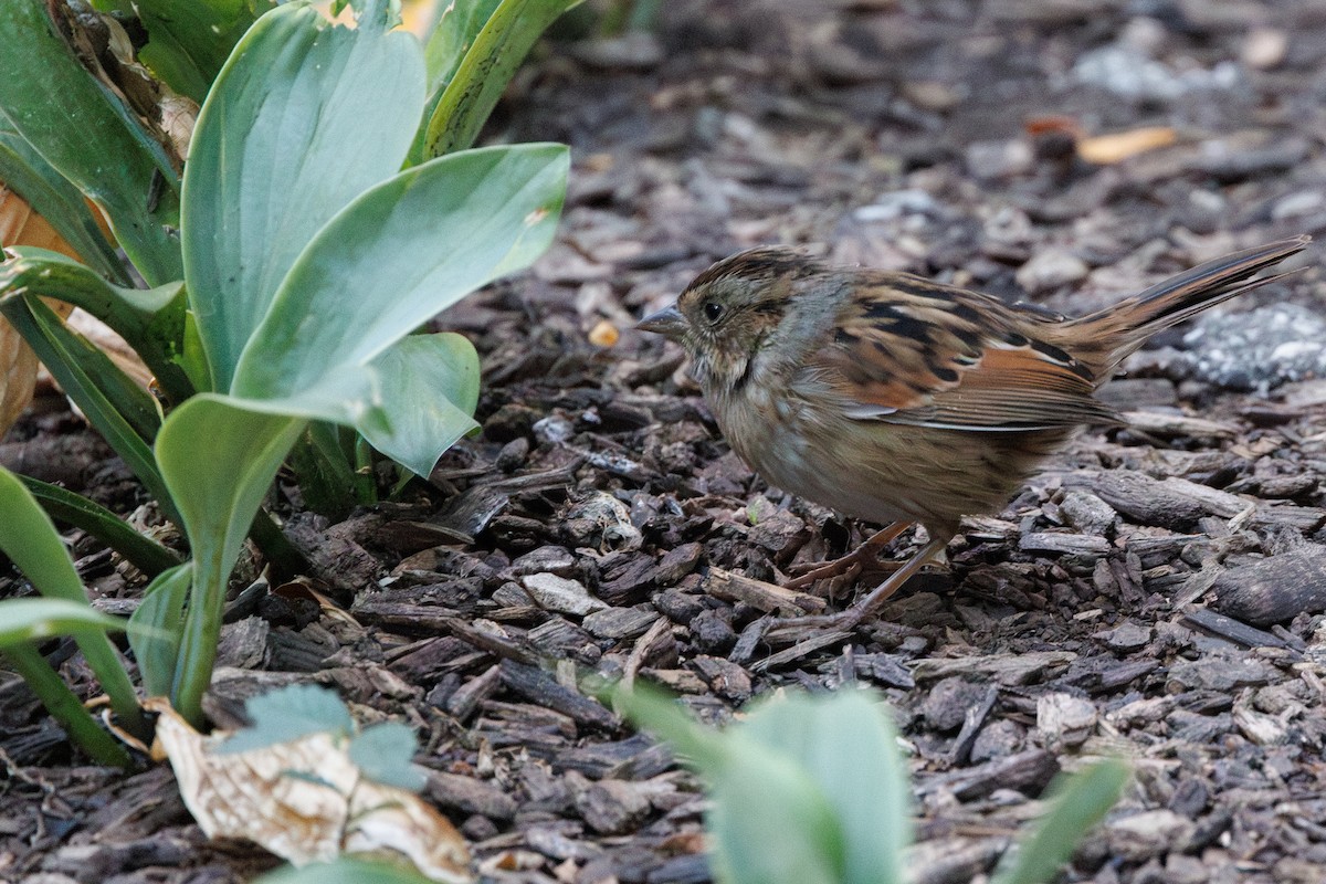 Swamp Sparrow - ML642688857