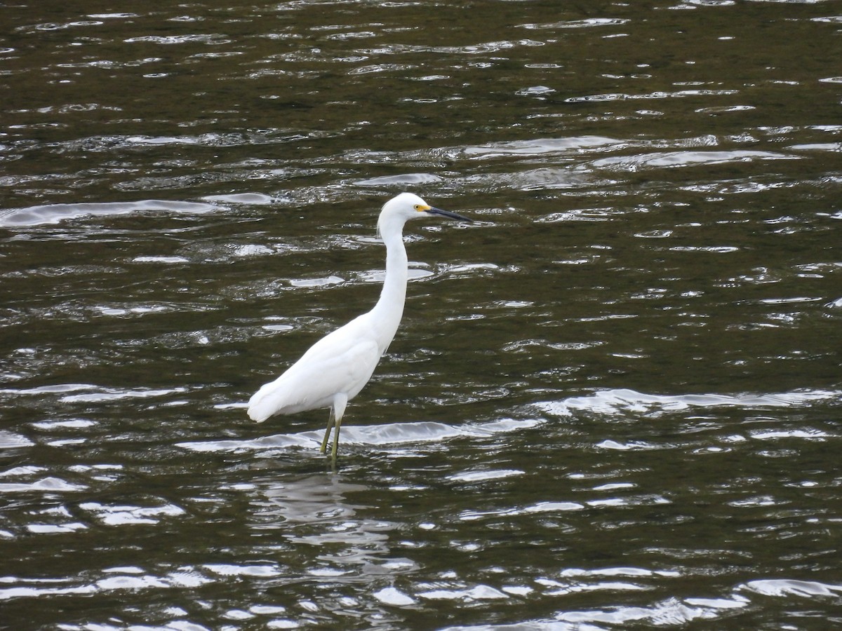 Snowy Egret - ML642688858