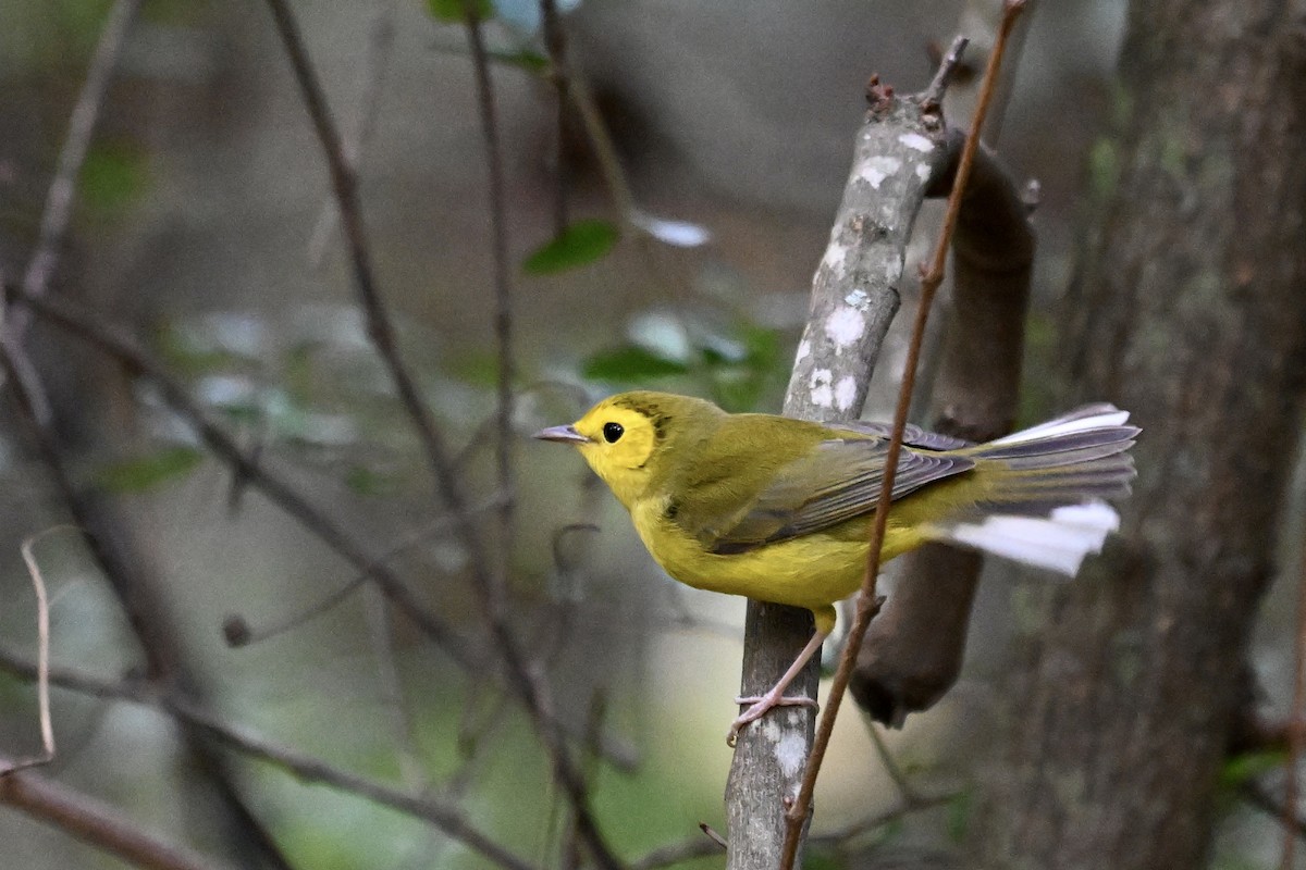 Hooded Warbler - ML642688859