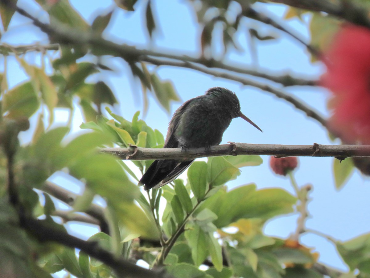Çelik Etekli Kolibri - ML642688860