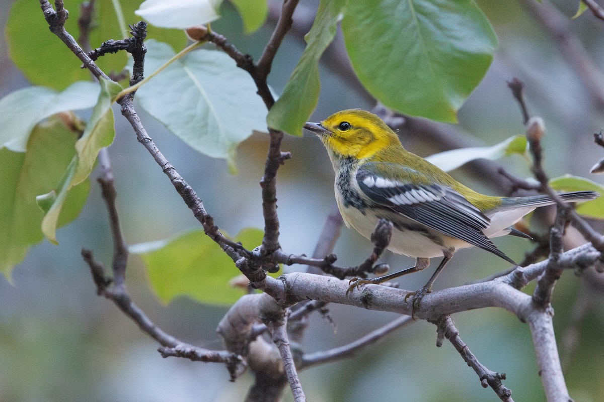Black-throated Green Warbler - ML642688867