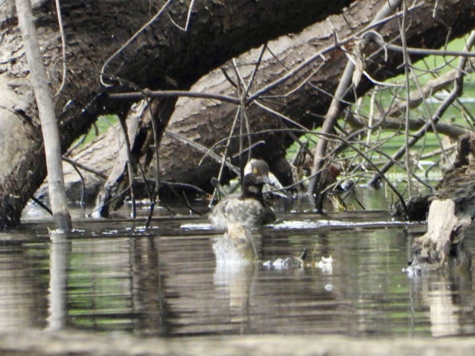 Hooded Merganser - ML642688873