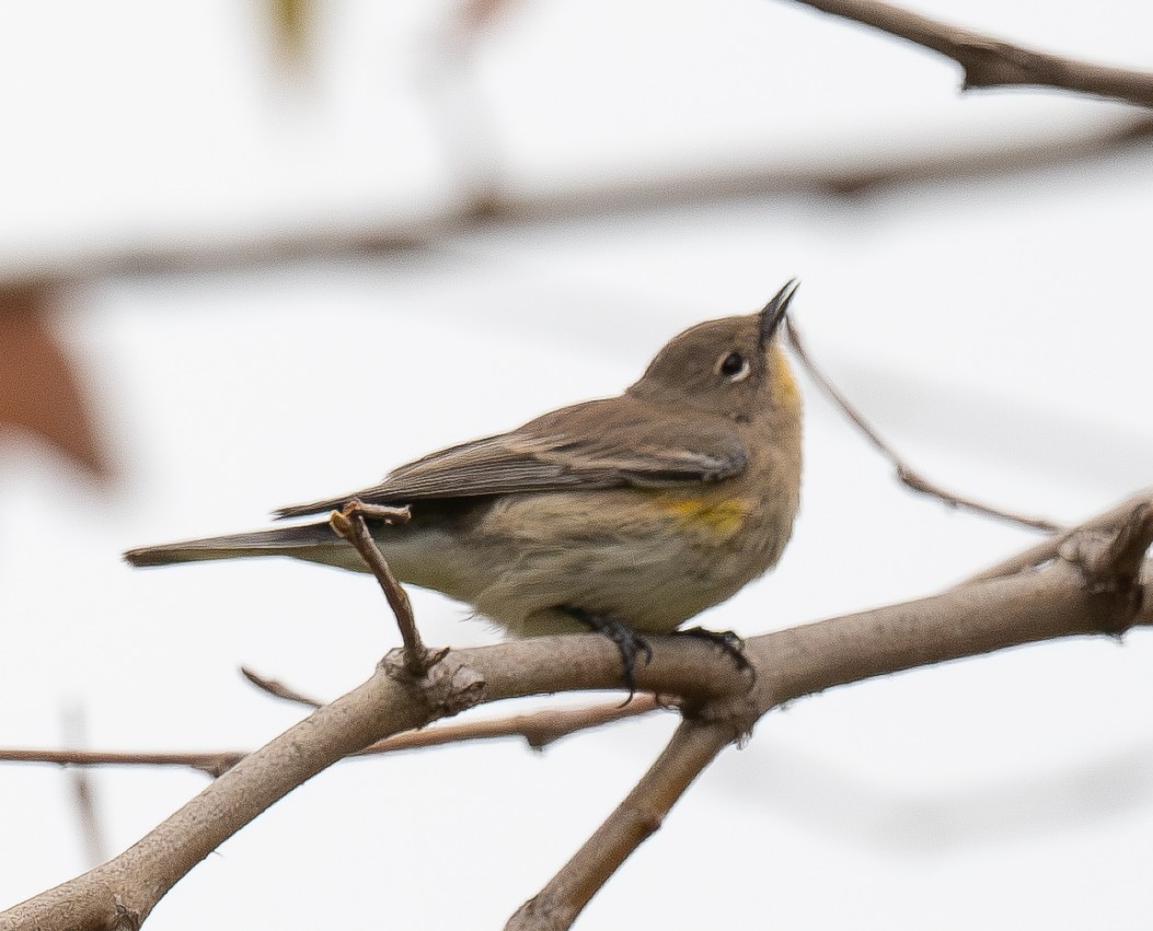 Yellow-rumped Warbler - ML642688874