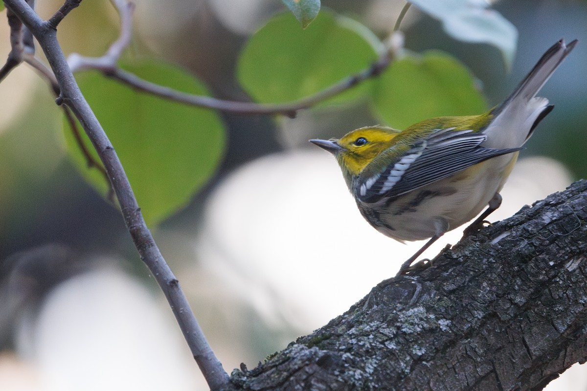 Black-throated Green Warbler - ML642688878