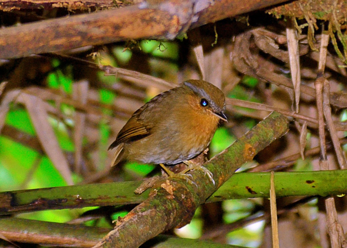 Rufous Gnateater - ML642688887
