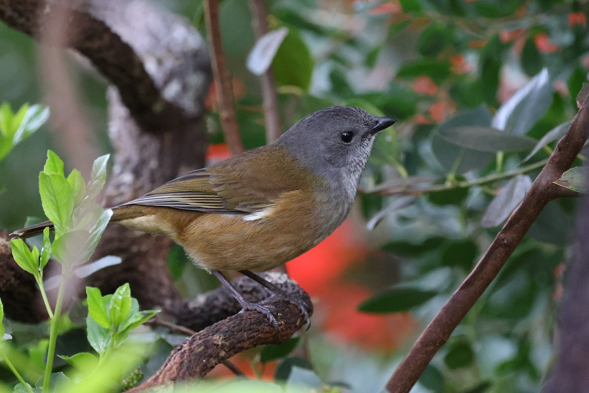 Olive Whistler - ML642688890