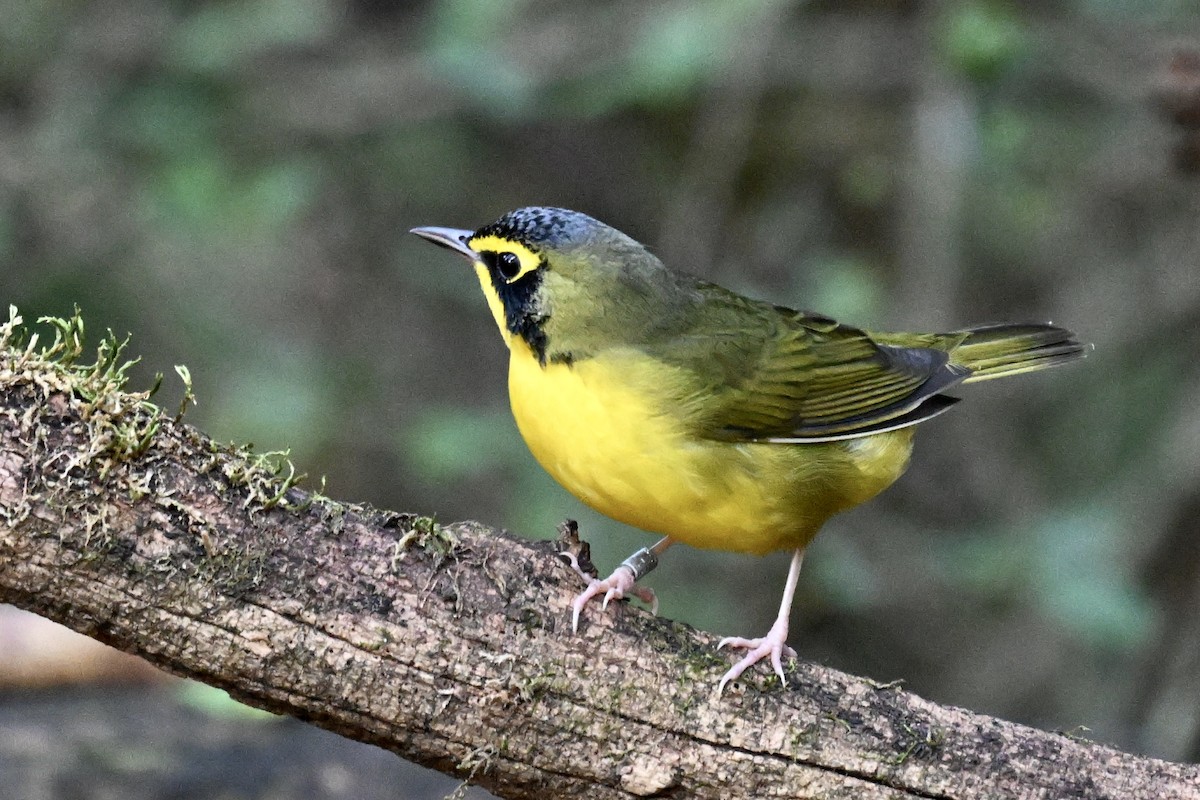 Kentucky Warbler - ML642688898