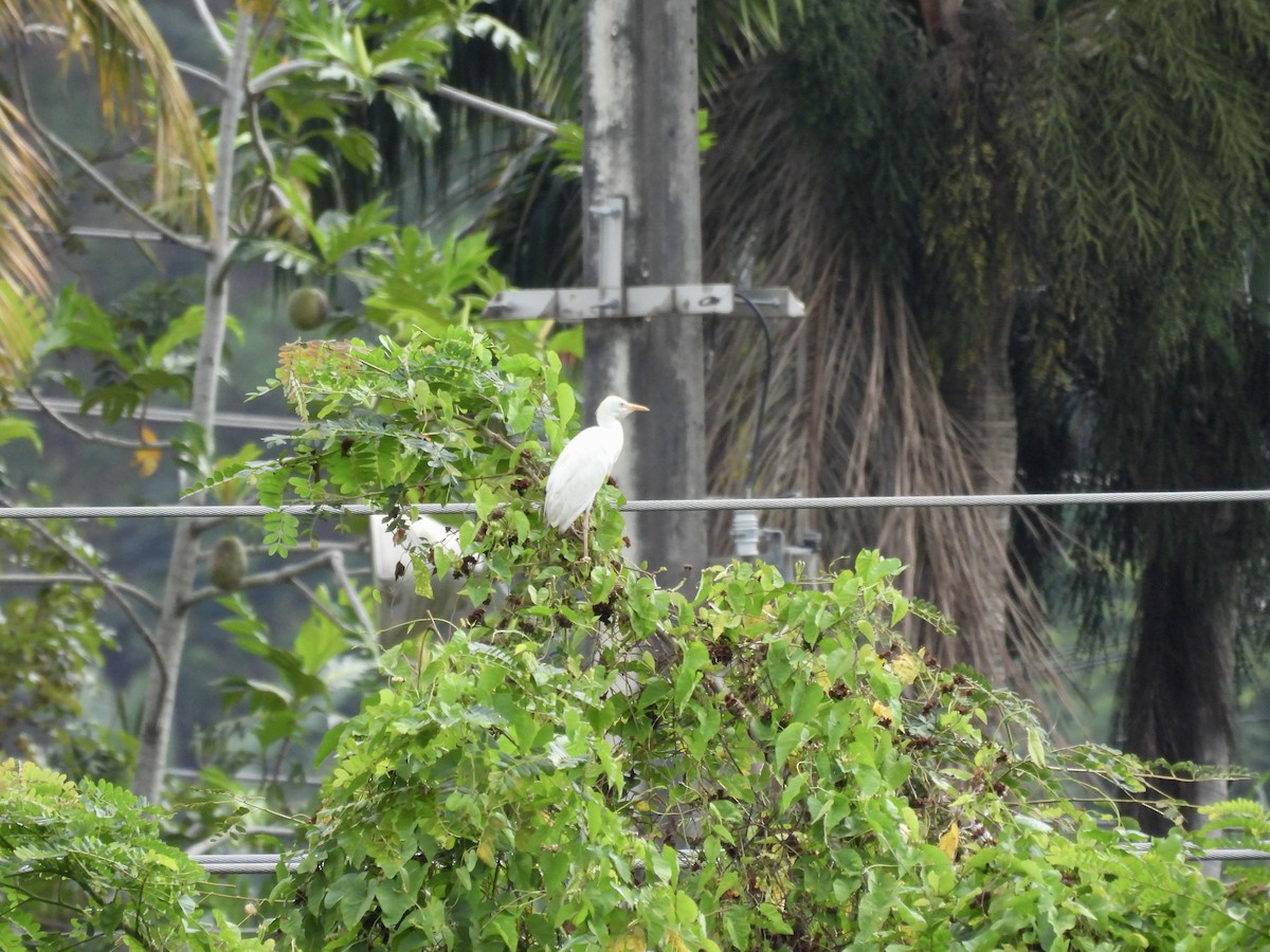 Western Cattle-Egret - ML642688899