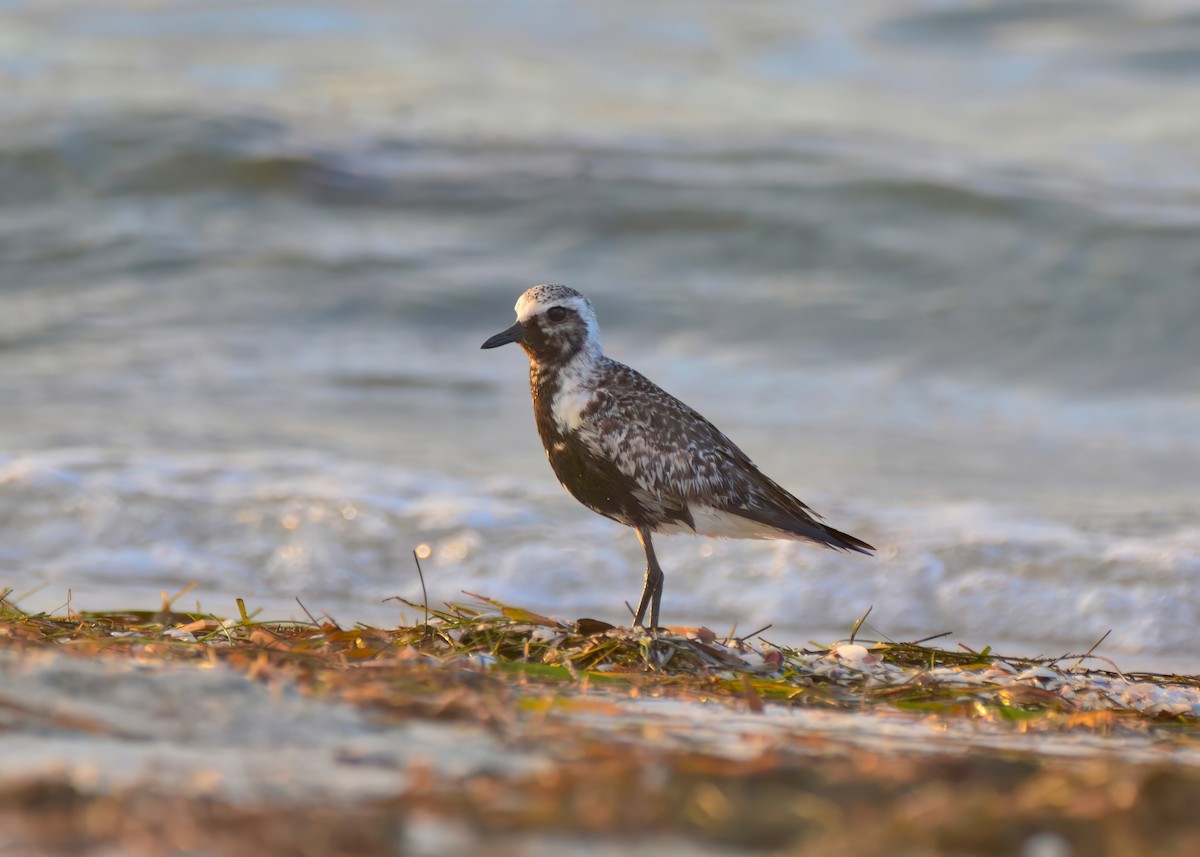 Black-bellied Plover - ML642688900