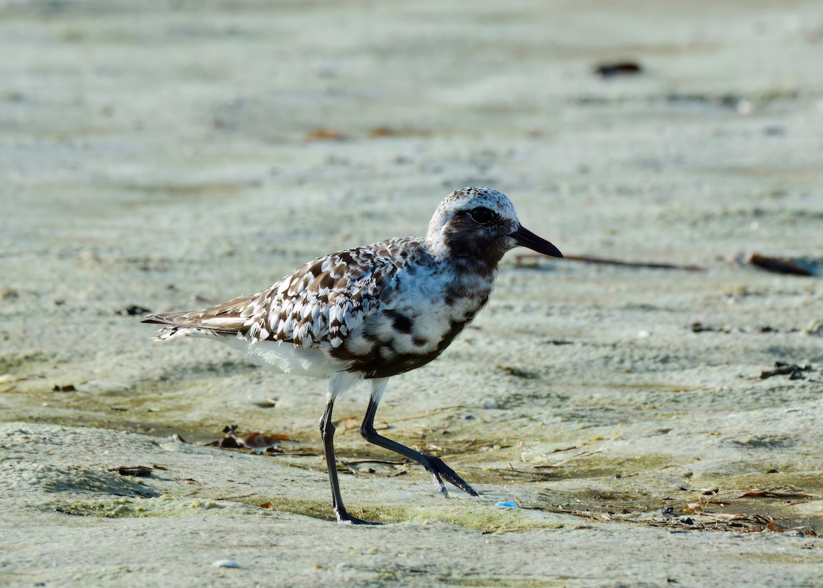 Black-bellied Plover - ML642688902
