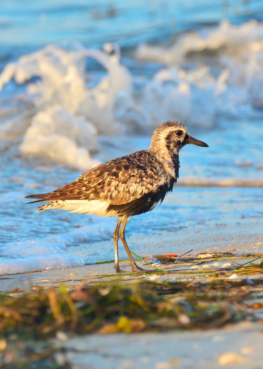 Black-bellied Plover - ML642688903