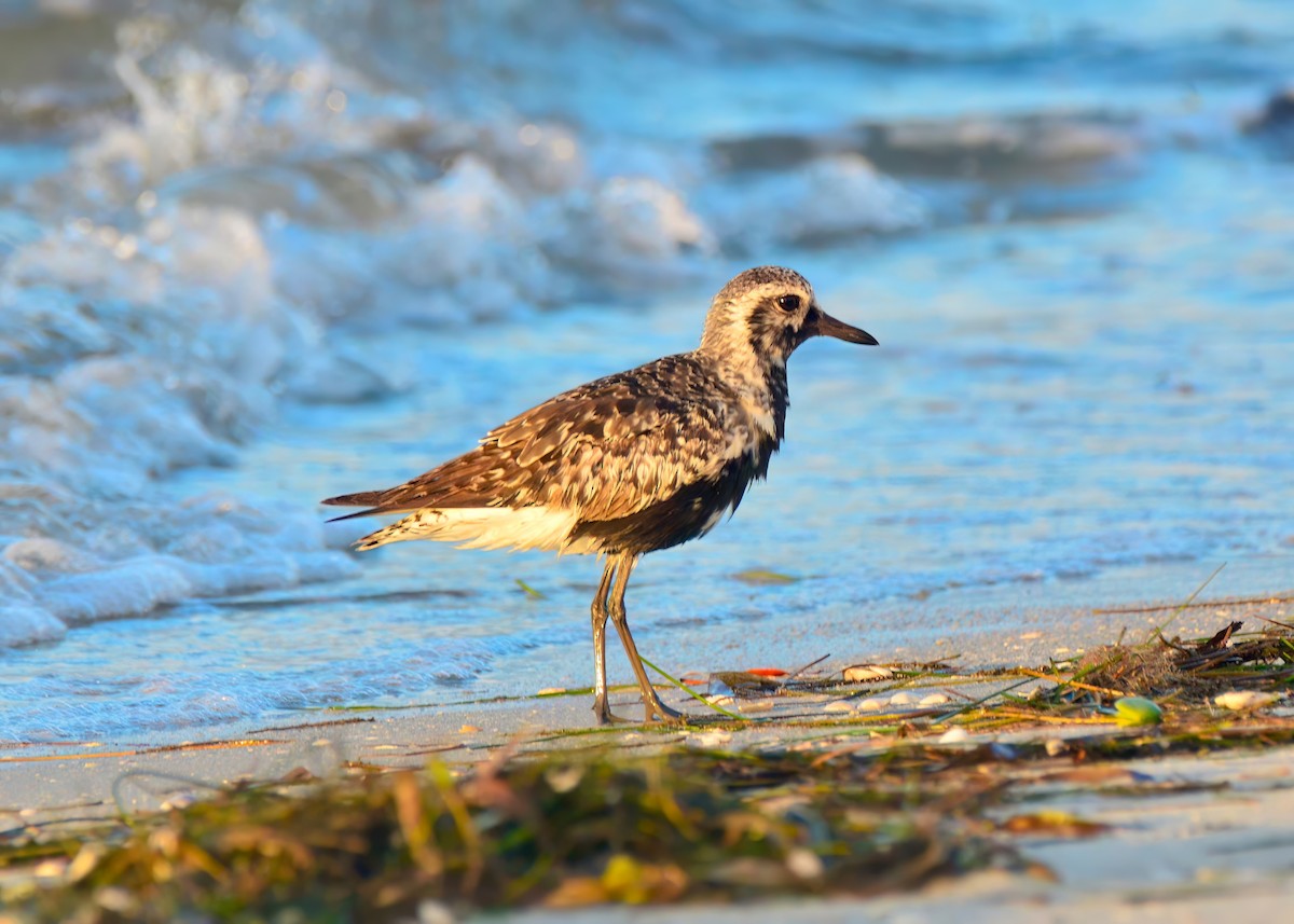 Black-bellied Plover - ML642688906