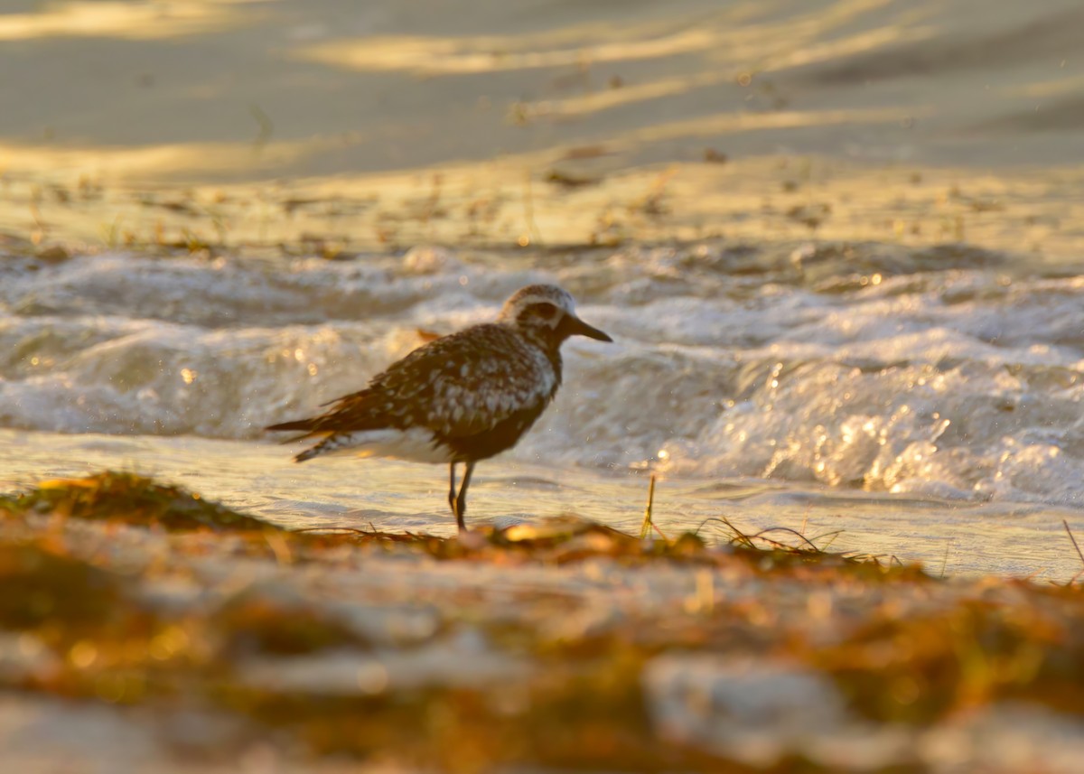 Black-bellied Plover - ML642688907