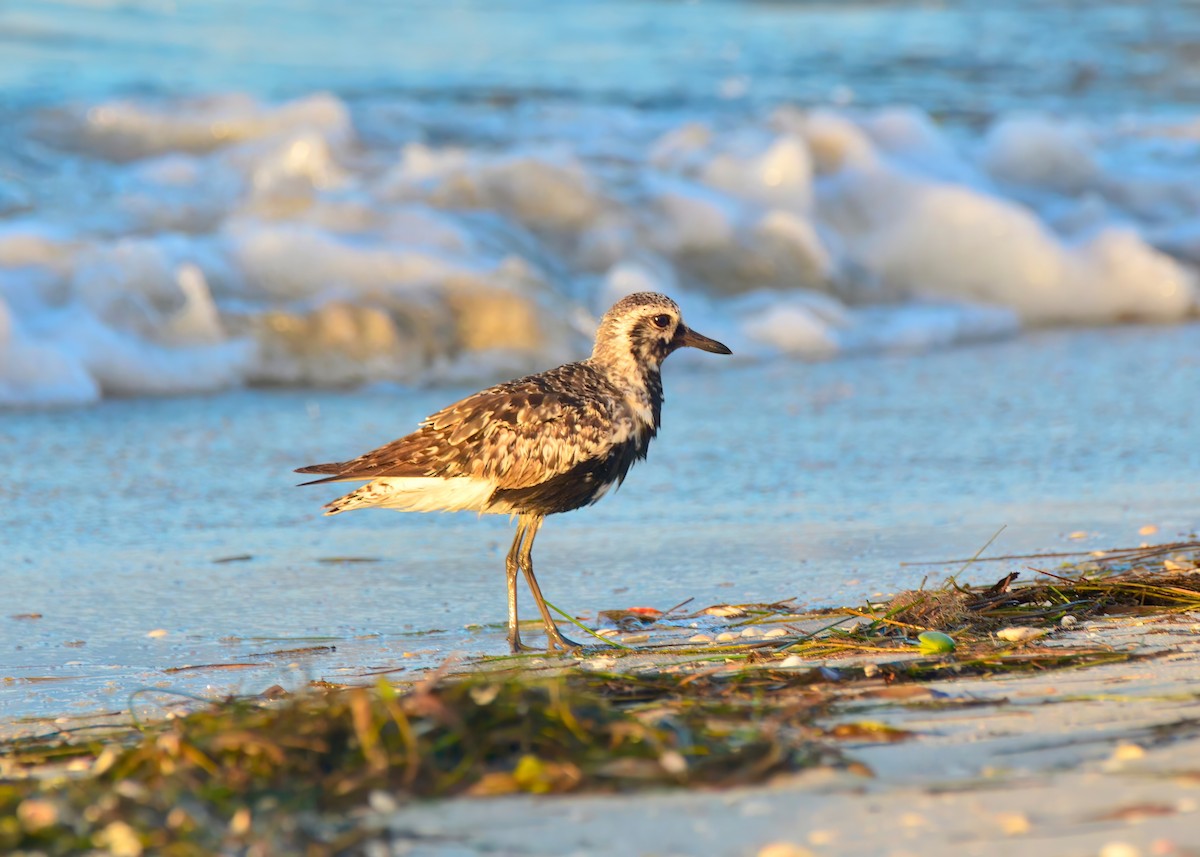 Black-bellied Plover - ML642688908