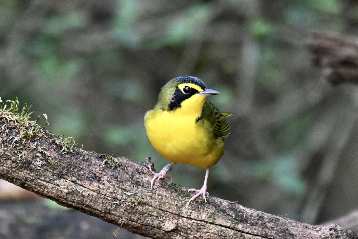 Kentucky Warbler - ML642688912