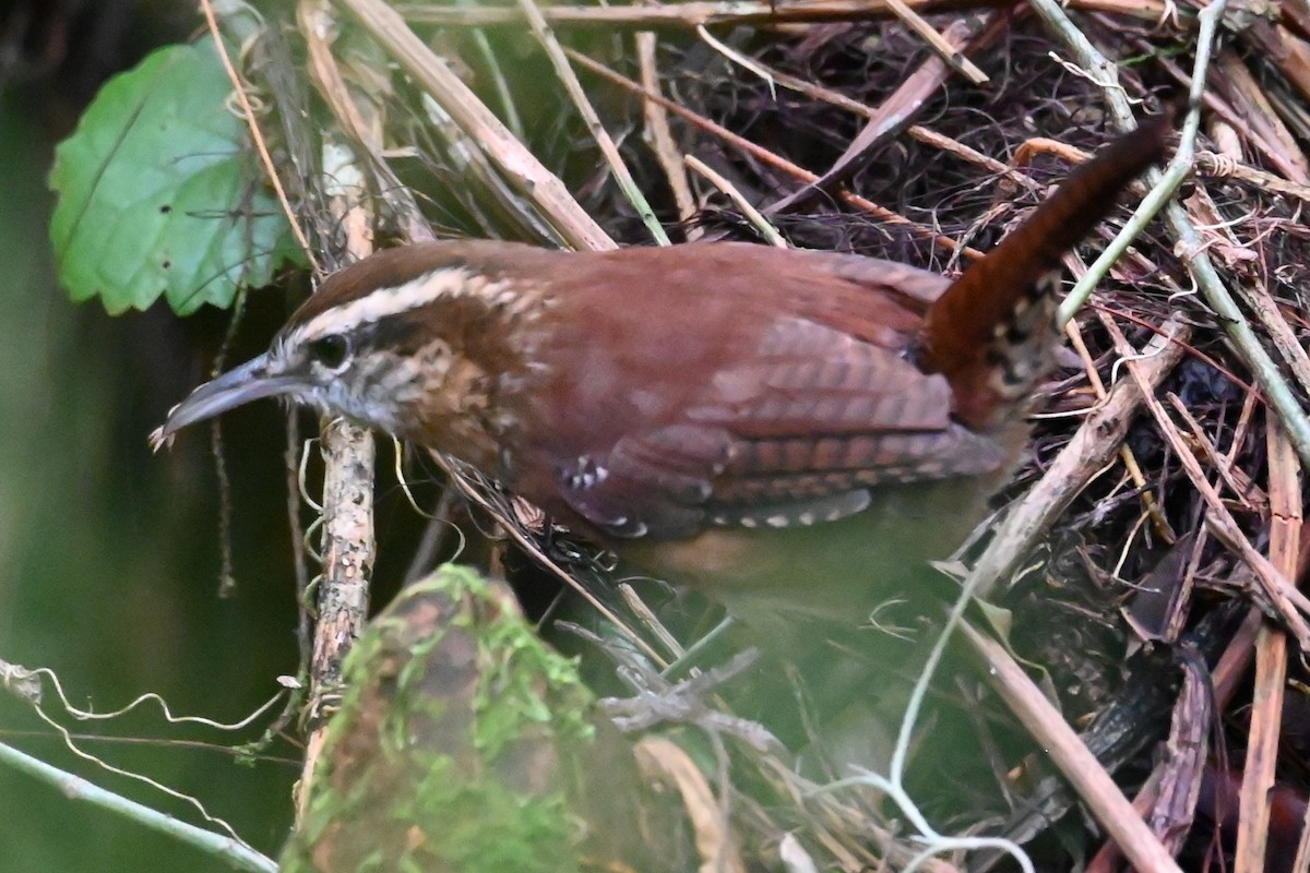 Carolina Wren - ML642688913