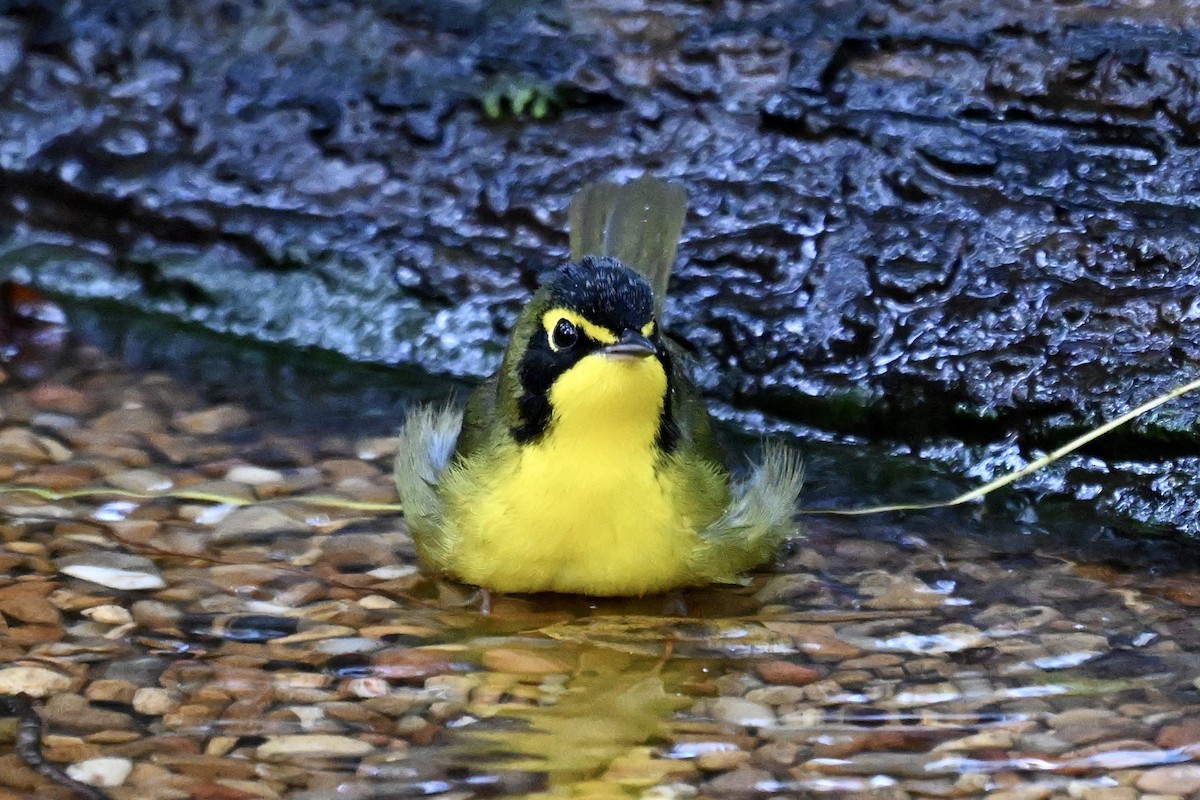 Kentucky Warbler - ML642688914