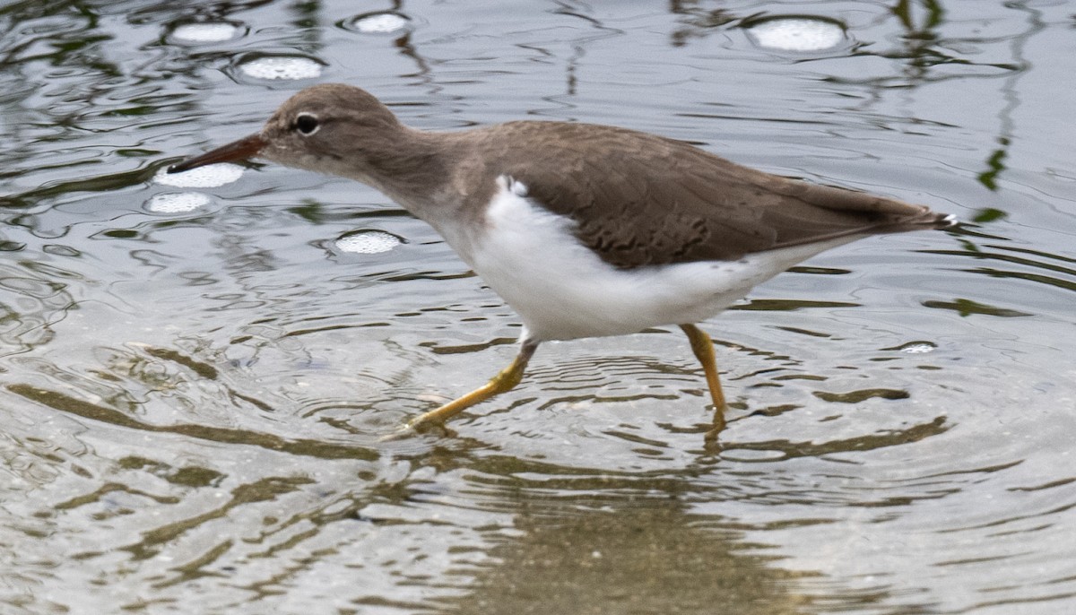 flekksnipe - ML642688926