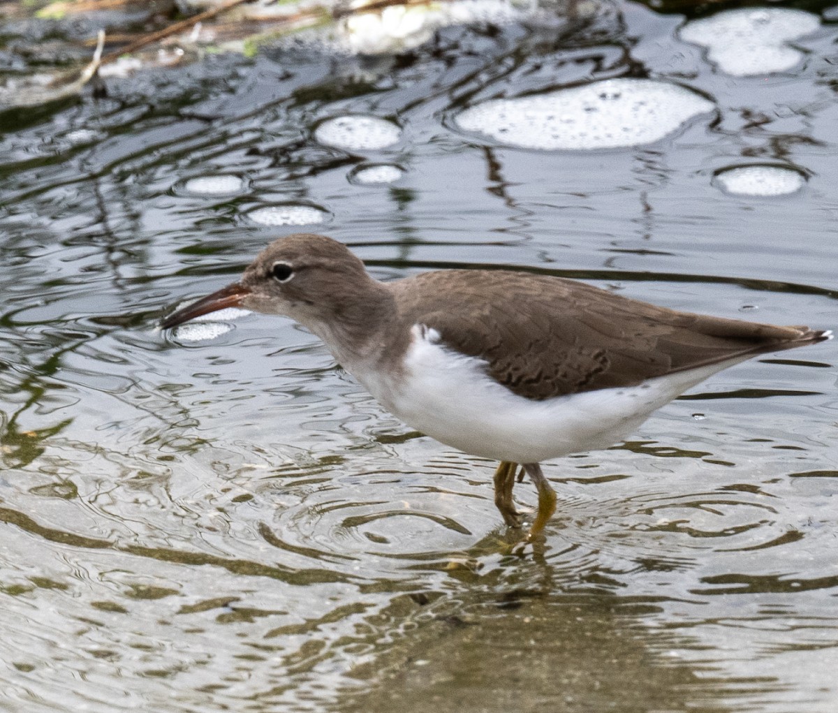 flekksnipe - ML642688932